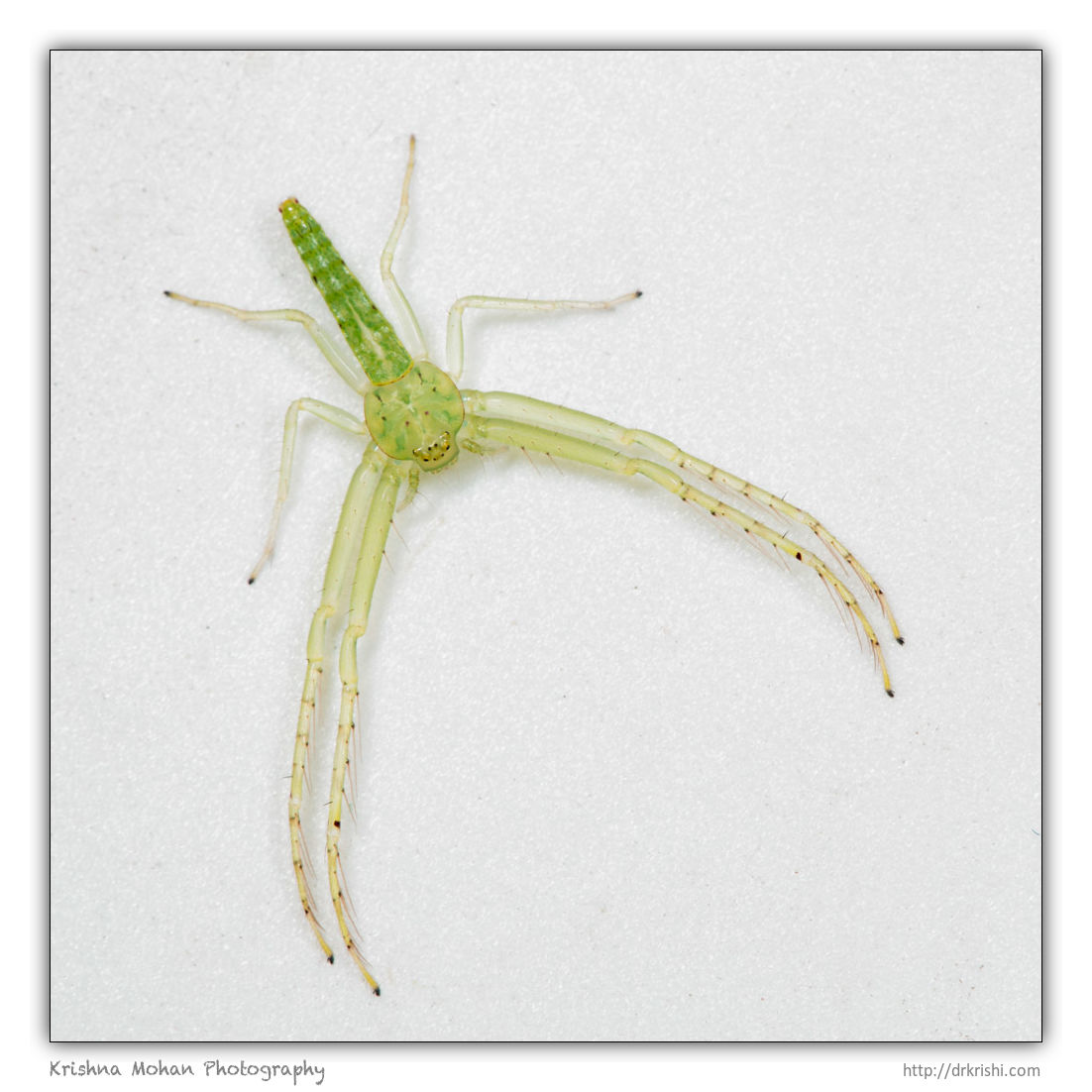 Green Crab Spider