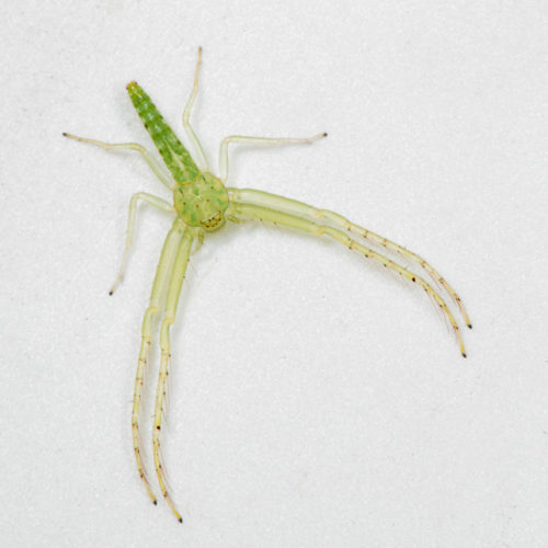 Green Crab Spider without any Photo Border