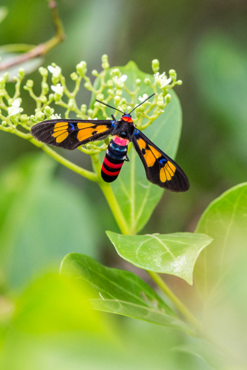 Wasp Moth – Euchromia polymena