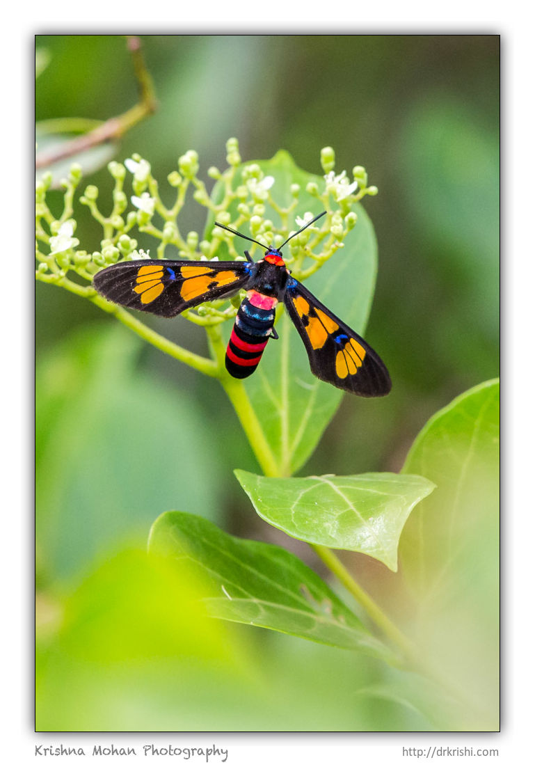 Wasp Moth â€“ Euchromia polymena