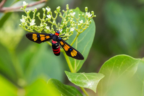 Wasp Moth – Euchromia polymena