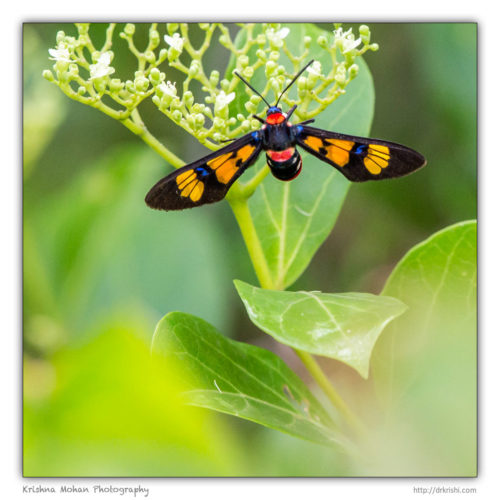 Wasp Moth – Euchromia polymena