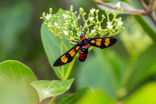 Wasp Moth – Euchromia polymena