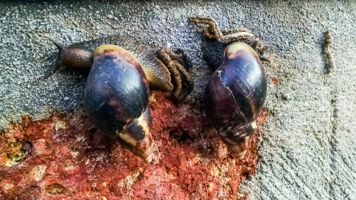 Giant African Snail in Mangalore