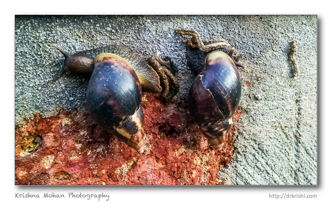 Giant African Snail in Mangalore