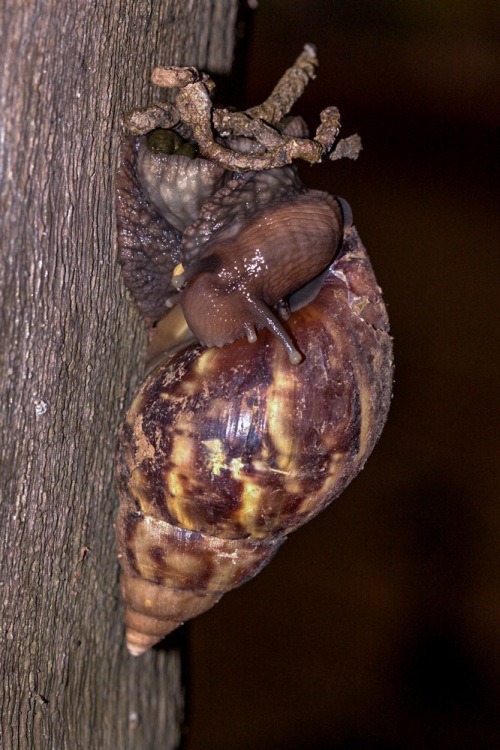 Giant African Snail on a tree trunk in Mumbai. Picture Courtesy - Vivekanand Bhaktha