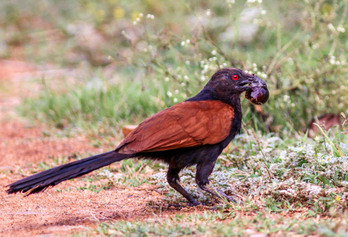 Coucal Feeding on Giant African Snail. Picture Courtesy - Abhijith APC