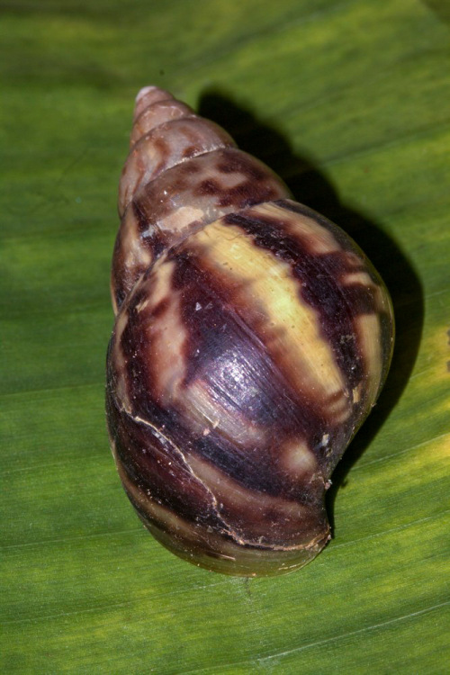 Giant African Snail in Mumbai. Picture Courtesy - Vivekanand Bhaktha