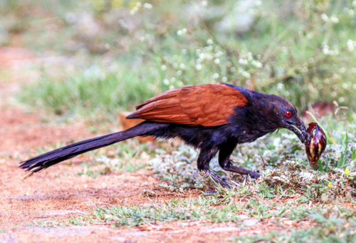 Coucal Feeding on Giant African Snail. Picture Courtesy - Abhijith APC