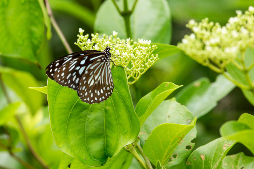 Dark Blue Tiger Butterfly