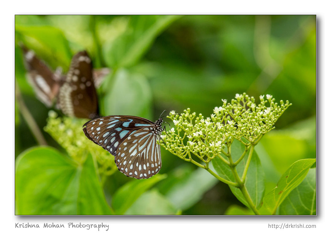 Dark Blue Tiger Butterfly