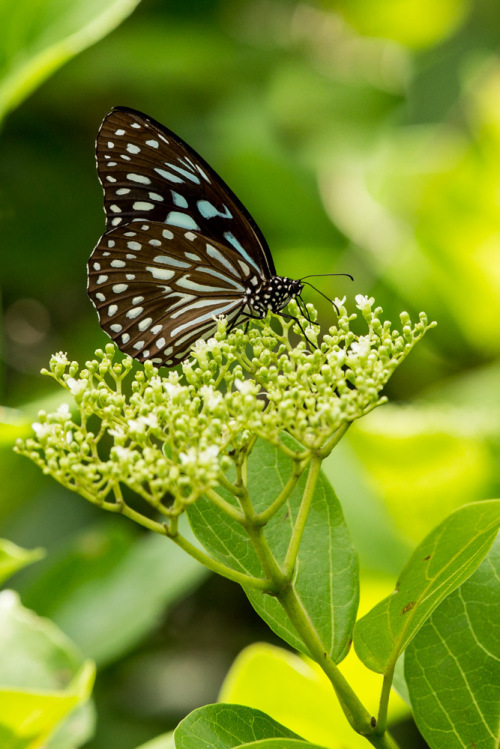 Dark Blue Tiger Butterfly