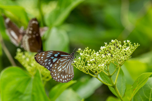 Dark Blue Tiger Butterfly