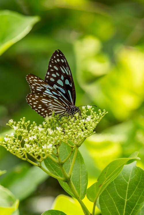 Dark Blue Tiger Butterfly