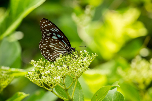 Dark Blue Tiger Butterfly