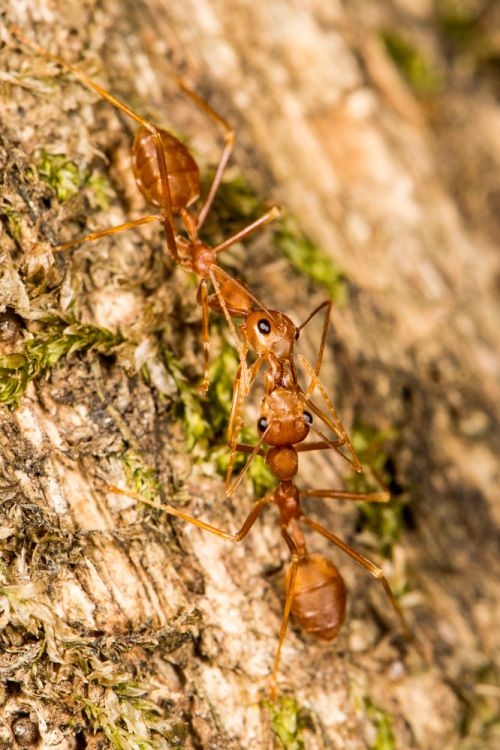 Kissing Ants