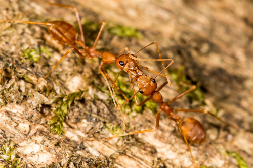 Kissing Ants