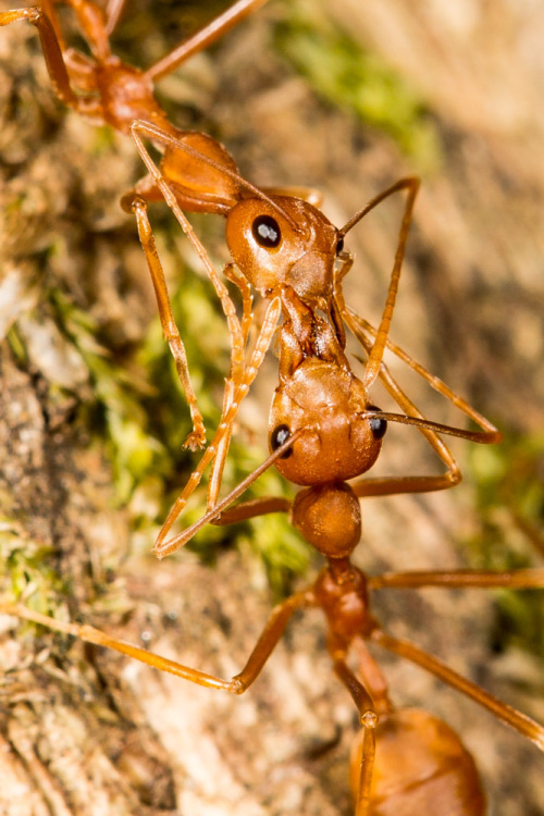 Kissing Ants