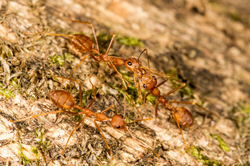 Kissing Ants