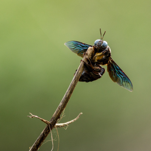 Carpenter Bee