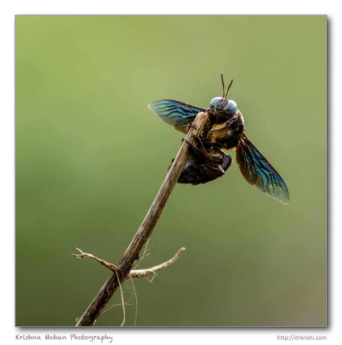 Carpenter Bee