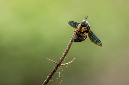 Carpenter Bee