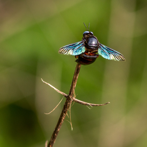 Carpenter Bee