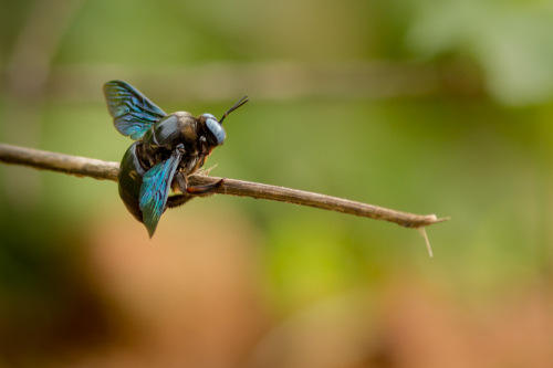 Carpenter Bee