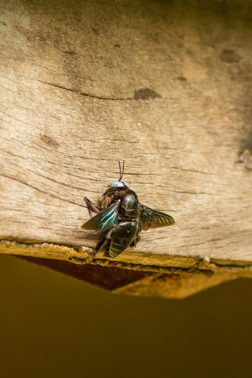 Carpenter Bee