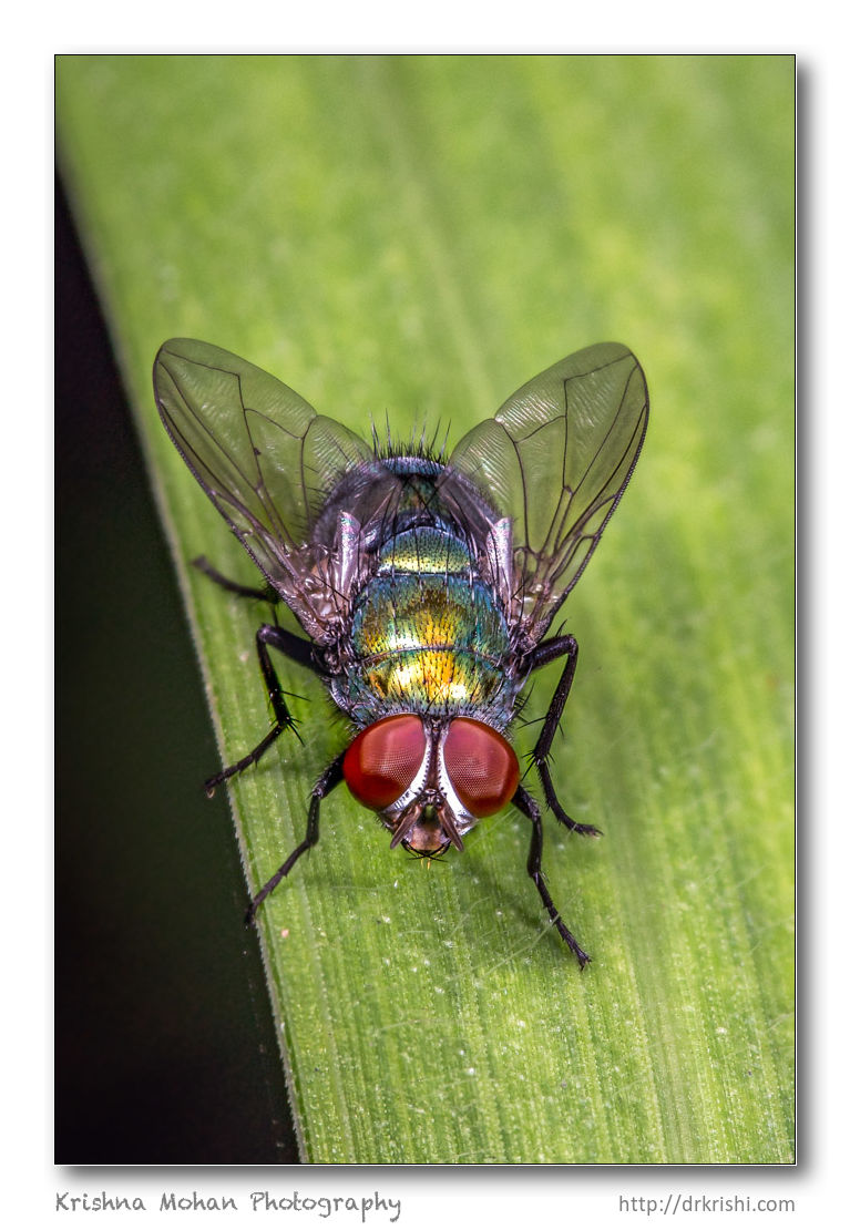 Focus Stacking Using Zerene Stacker