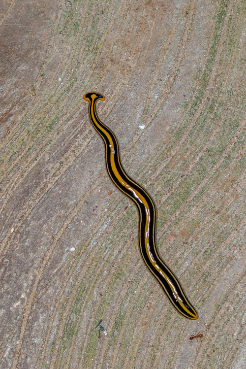 Hammerhead Worm