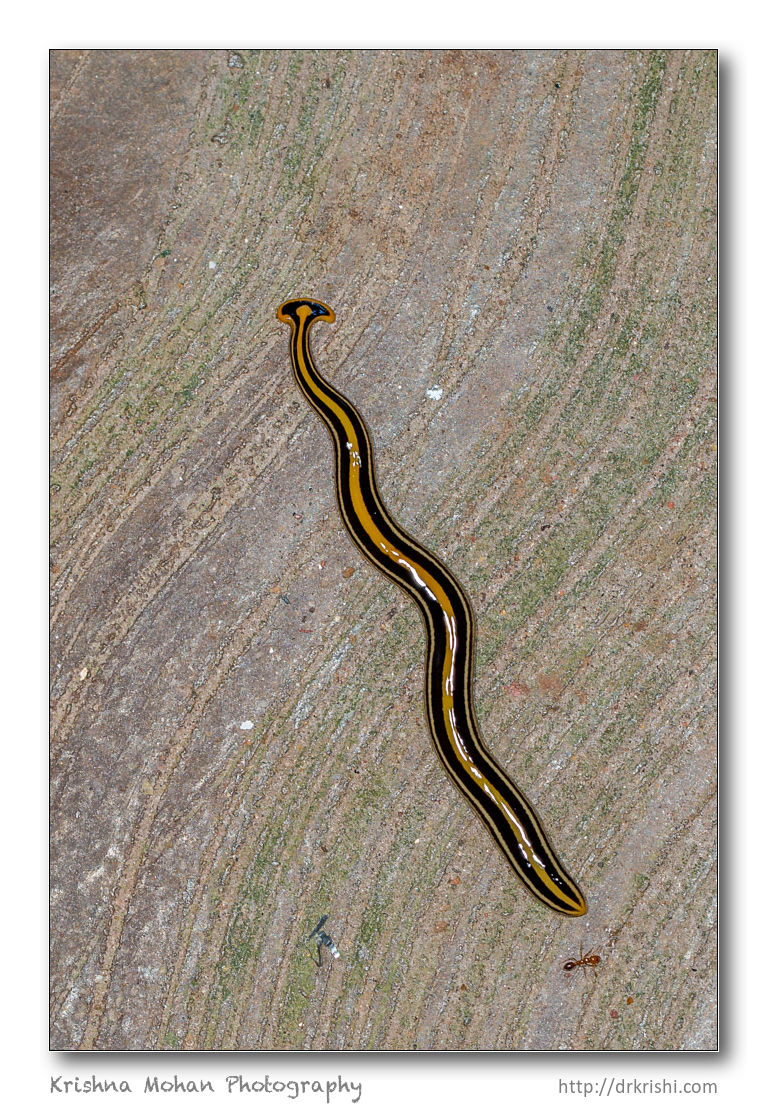 Hammerhead Worm