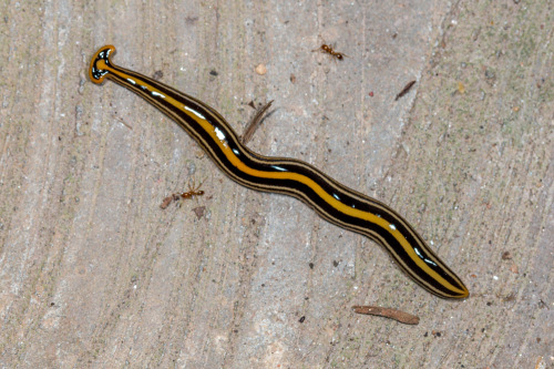 Hammerhead Worm