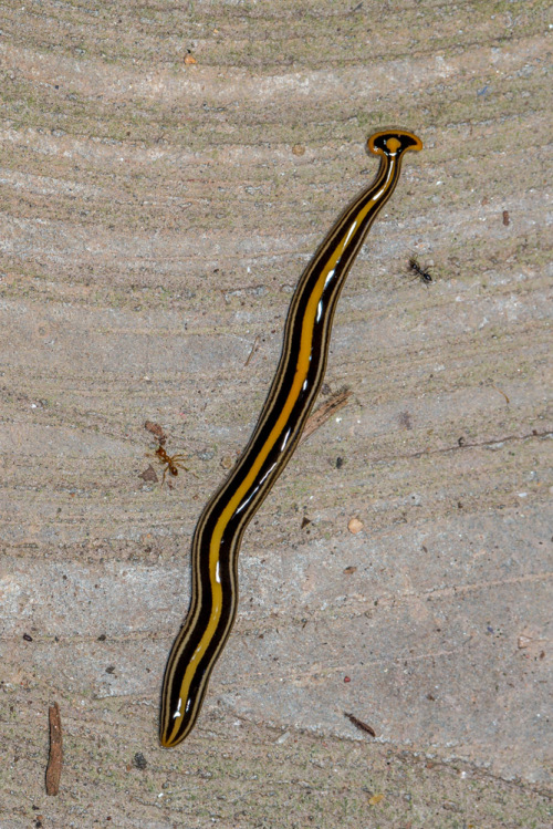 Hammerhead Worm