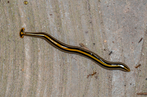 Hammerhead Worm