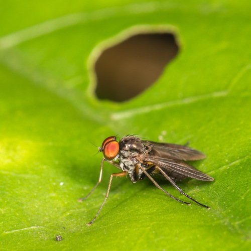 Long-legged flies, Family Dolichopodidae