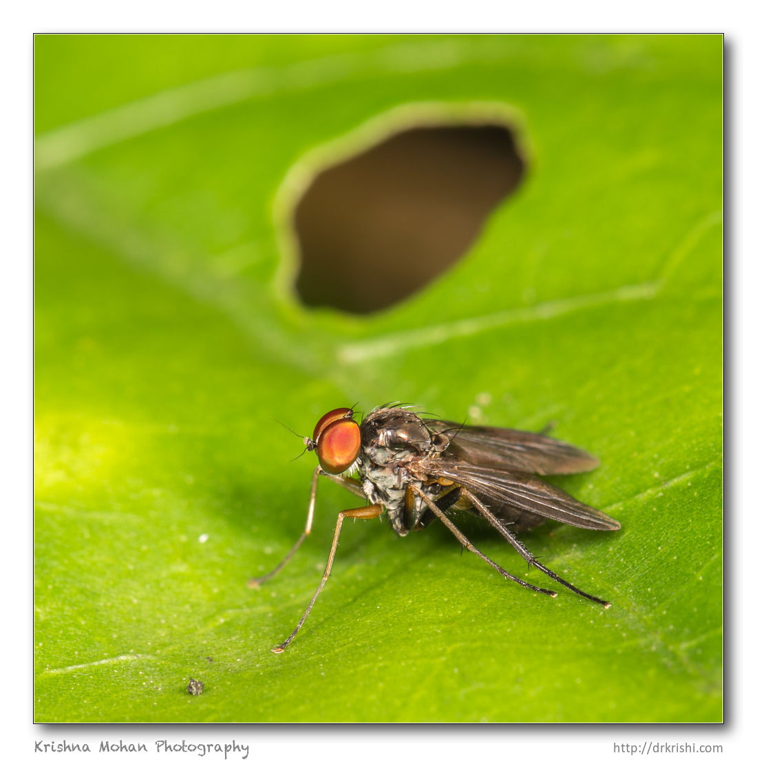 Long-legged flies, Family Dolichopodidae