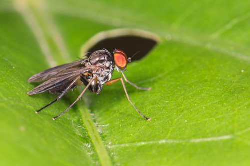 Long-legged flies, Family Dolichopodidae