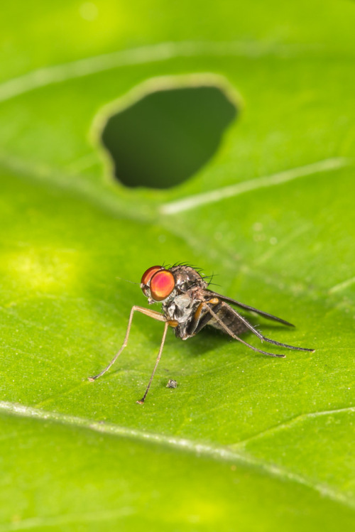 Long-legged flies, Family Dolichopodidae