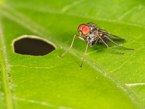 Long-legged flies, Family Dolichopodidae