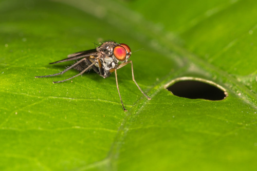 Long-legged flies, Family Dolichopodidae