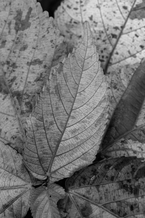 Bad example of B&W conversion of leaf