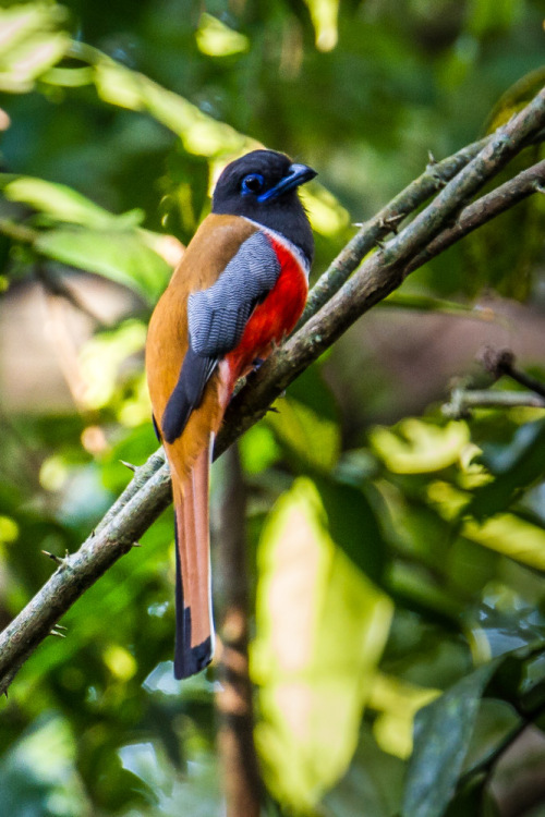 Malabar Trogon