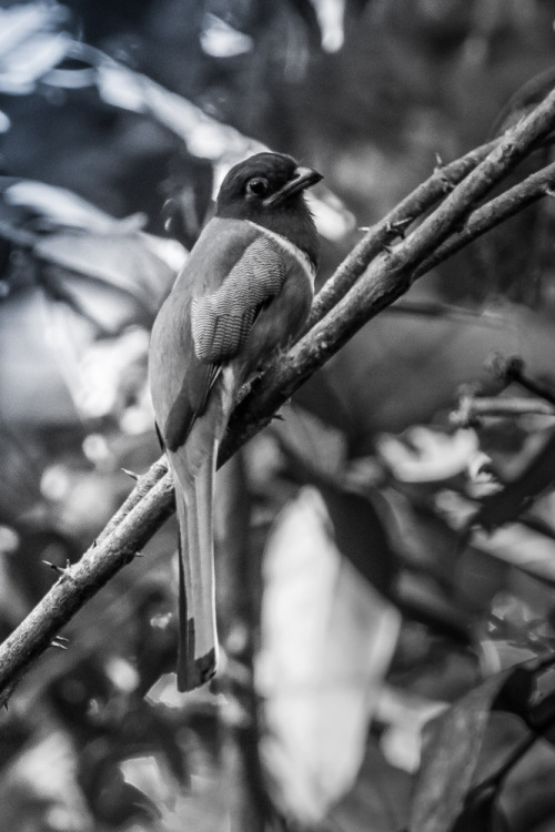 Malabar Trogon in B&W