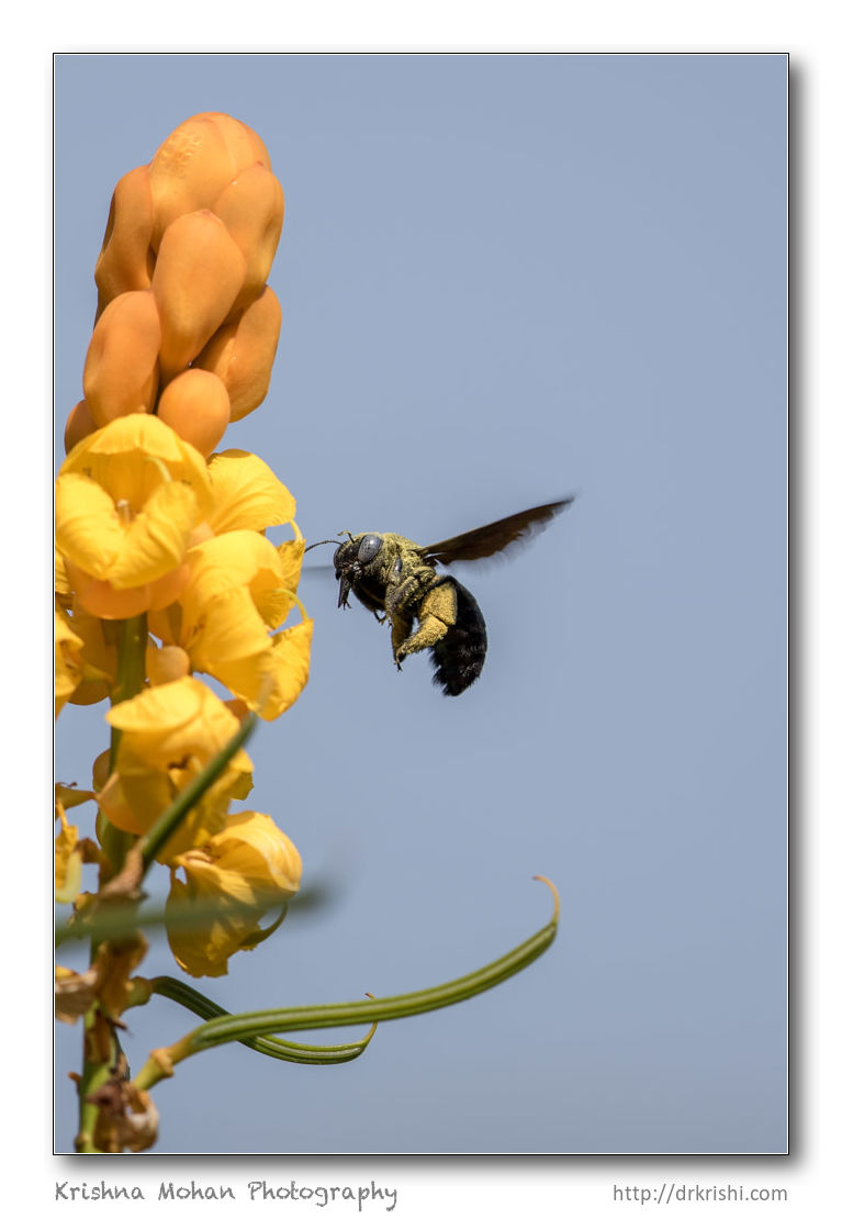 Carpenter Bee using 500mm f/4