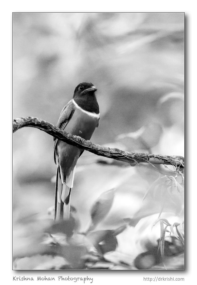 Trogon in Black & White