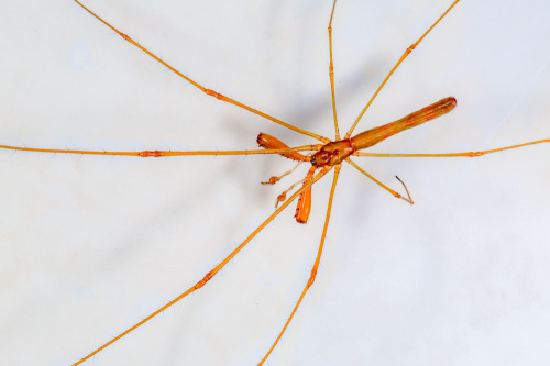 Long-Jawed Orb Weaver - Tetragnatha spider