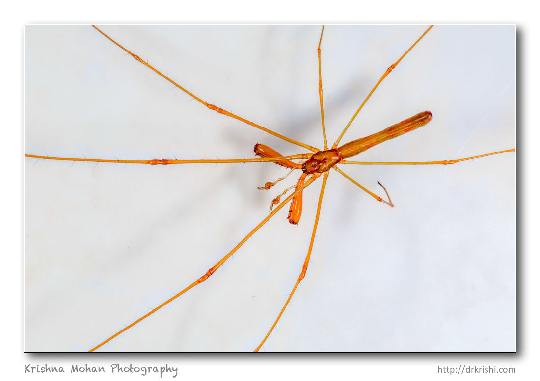 Long-Jawed Orb Weaver - Tetragnatha spider