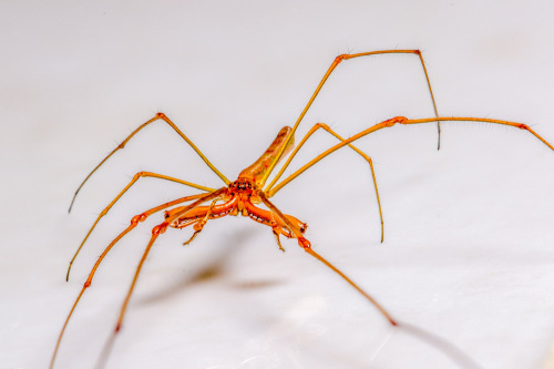 Long-Jawed Orb Weaver - Tetragnatha spider