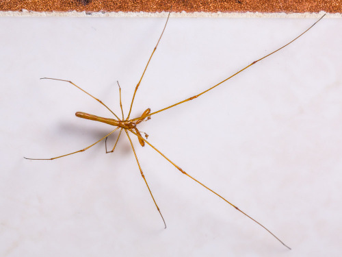 Long-Jawed Orb Weaver - Tetragnatha spider